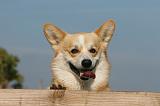 CORGI PEMBROKE 1090